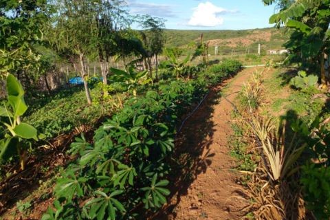 Cultivo agrícola em Betânia com reuso de água
