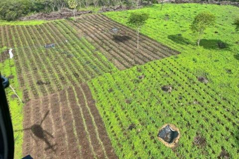 Polícia descobre plantão de maconha que renderia 13 toneladas e prende quatro suspeitos no Piauí